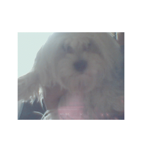 beebee